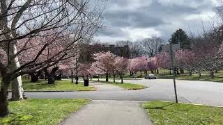 Serinity and the Cherry Blossoms at Branch Brook Park [upl. by Geerts]