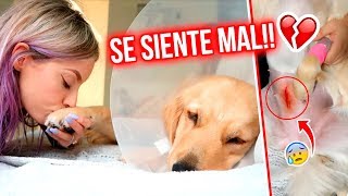 LA CIRUGÍA CAMBIÓ A MI PERRITA 😭💔 NADA SERÁ IGUAL 😞  04 Sept 2019 [upl. by Kym939]