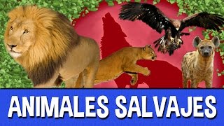 Animales Salvajes para niños [upl. by Willner]