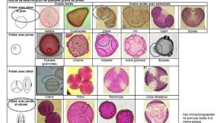 Palynologie et climats [upl. by Ermey]