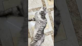 Unusual crankiness😅😍 youtubeshorts cats4life foryou catlover funnykittens viralcatvideos [upl. by Fernand]