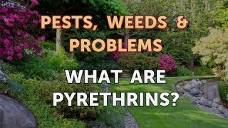 What Are Pyrethrins [upl. by Immac]