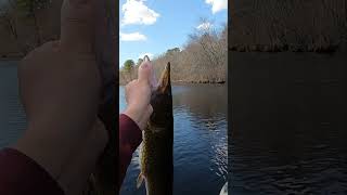 BIG Chain Pickerel [upl. by Ot]