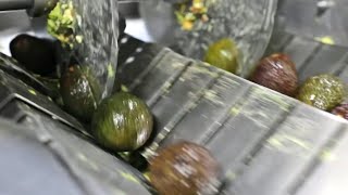 COMO se HACE el GUACAMOLE en las FÁBRICAS🥑 Como se PREPARA la SALSA de GUACAMOLE en las FÁBRICAS [upl. by Nixie]