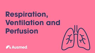 Respiration Ventilation Diffusion and Perfusion  Ausmed Explains [upl. by Anemolihp]