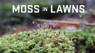 Managing Moss in Lawns [upl. by Dorkus521]