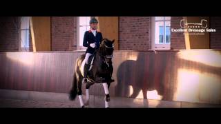 Excellent Dressage Sales [upl. by Sseb]