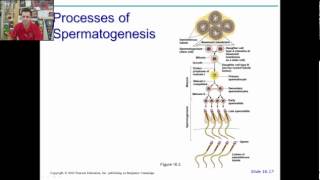 anatomy physiology chapter 22 part 1b [upl. by Atteoj605]