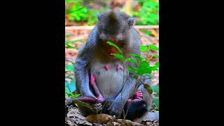 Very love mini newly baby monkey monkey [upl. by Faith]