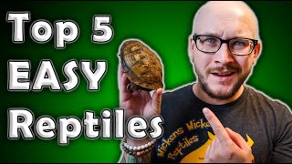 Top 5 Low Maintenance Easiest Least Time Consuming Reptiles [upl. by Akemak]