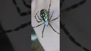 Garden spider handling Argiope aurantia spider nature arachnid orbweaver kelvinwiley [upl. by Laehcar]