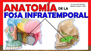 🥇 ANATOMÍA DE LA FOSA INFRATEMPORAL ¡Explicación Sencilla [upl. by Marta238]