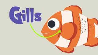 FISH  parts of the body  English educational video  Marvelous KIDS [upl. by Pacien]