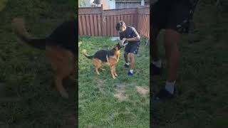 GSD training gsd dog doglover dogs dogshorts dogtraining fitness [upl. by Erot]