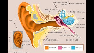 structure amp function of the ear  Grade 12 life sciences  Msaidi  ThunderEDUC [upl. by Cianca655]