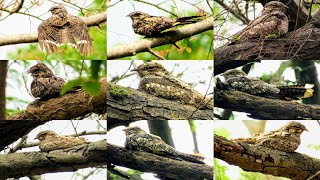 JUNGLE NIGHTJAR at Sindhrot Nature Education Park Vadodara  GREY NIGHTJAR [upl. by Annetta9]