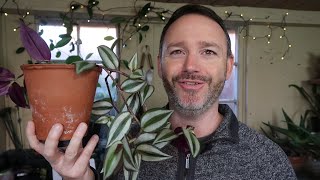 Tradescantia Zebrina  Wandering Jew Care Guide and Repot [upl. by Kath196]