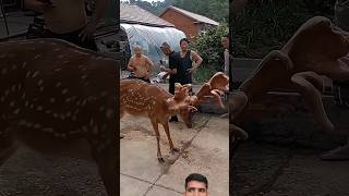 barasinghashorts🦌 animals 🦌 [upl. by Danila186]