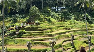 Exploring Balis Stunning Rice Terraces A Breathtaking Journey Through Paradise Alas Harum Ubud [upl. by Berkly]