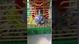 Dwarf hamster escapes from wire cage [upl. by Assetnoc]