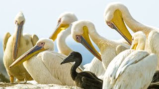 Pelicans Feast On Cape Gannet Chicks  Life  BBC Earth [upl. by Arrik]