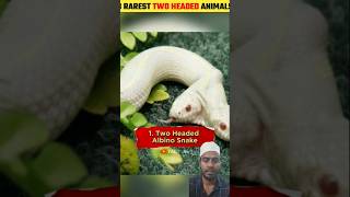 😯Two Headed Animals Beautiful Mashallah trendingshorts youtubeshorts support 100k [upl. by Giacomo]