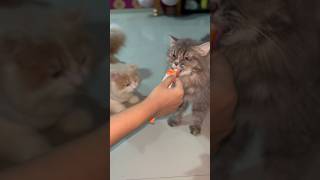 Easy trick to get your cat swallow pill l how to give medicine to a cat l easy way mein cat Ko dawai [upl. by Roseanne]