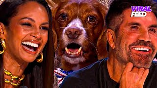 FUNNY amp Adorable ANIMAL AUDITIONS On Britains Got Talent  VIRAL FEED [upl. by Tem]