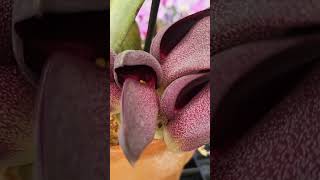 Bulbophyllum orchid galore at wwwkrullsmithcom [upl. by Nitaf]