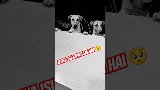 Jeena isi ka naam hai 🥺song shortsviralvideodoglover ytshortsrajkapoortrendingyoutubeshorts [upl. by Ardnaid]