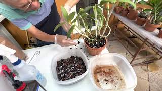 How I repot my Cattleya loddigesii or any bifoliate Cattleya [upl. by Lundt892]