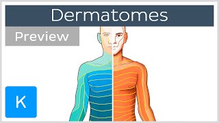 Dermatomes made easy preview  Human Anatomy  Kenhub [upl. by Aicertal]