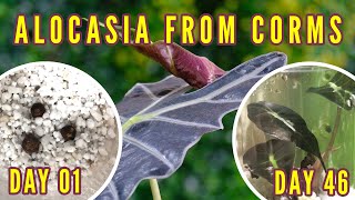 How to Grow Alocasia Amazonica from Corms in Moist Perlite  Jungle Room [upl. by Llenrahs]