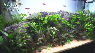 Aquascaping Lab  Tutorial Natural planted Aquarium quotAfrican Wallquot size 80x 35x45h 120L [upl. by Matias]