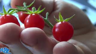 Matts wild cherry tomato  Lycopersicon lycopersicum  Tomato review [upl. by Attelrak]