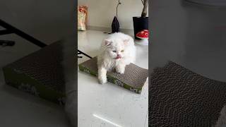 Their first ever scratcher 🤭 cat youcat yourcats funny [upl. by Laerol]