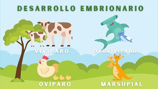 Desarrollo Embrionario en Animales Video Educativo Animado [upl. by Ponton648]