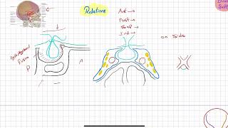 Pituitary gland  ERP  Anatomy [upl. by Elimac]