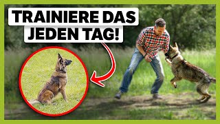 6 Übungen die du JEDEN TAG mit deinem Hund machen solltest [upl. by Illib]