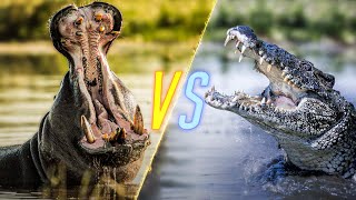 Hippo VS Crocodile [upl. by Chapa]