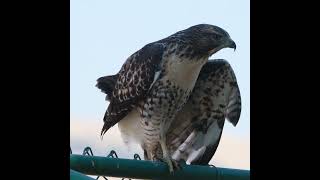 Redtailed hawk baby calls for mom [upl. by Yokum]