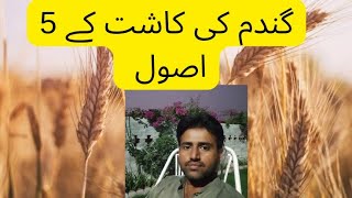 Five Rules of Wheat 🌾 Plantation [upl. by Neehahs]