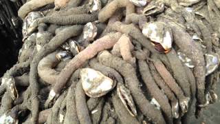 Goose barnacles on beached boat Ocean Shores WA [upl. by Jecoa]