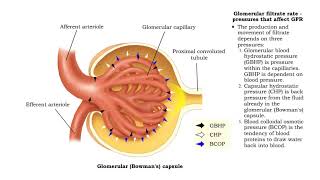 Glomerubular filtrate rate pressures that affect GFR and net filtration pressure [upl. by Jit8]