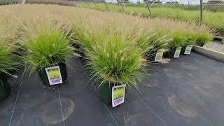 Pennisetum Lumen Gold™ Fountain Grass  STRIKING⚡ Small Mounds of Golden Leaves amp Floral Plumes [upl. by Thamora663]