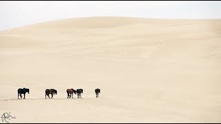 Sable Island Experience [upl. by Ardell932]