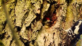 Great Spotted Woodpecker Dendrocopos major ♂ feeding Young  Buntspecht füttert Junges [upl. by Awjan]