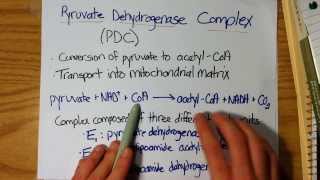 Conversion of Pyruvate into AcetylCoA PDC [upl. by Sands579]