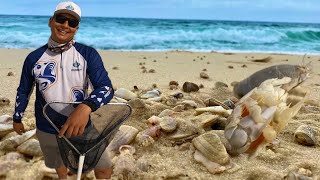 DICA DE COMO PEGAR ARMAZENAR E ISCAR AS TATUÍRAS NA PESCARIA DE PRAIA [upl. by Ssenav]