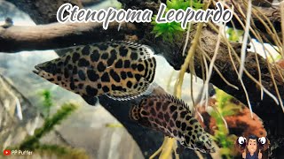 Ctenopoma Leopardo gourami gouramileopardo [upl. by Sillek]